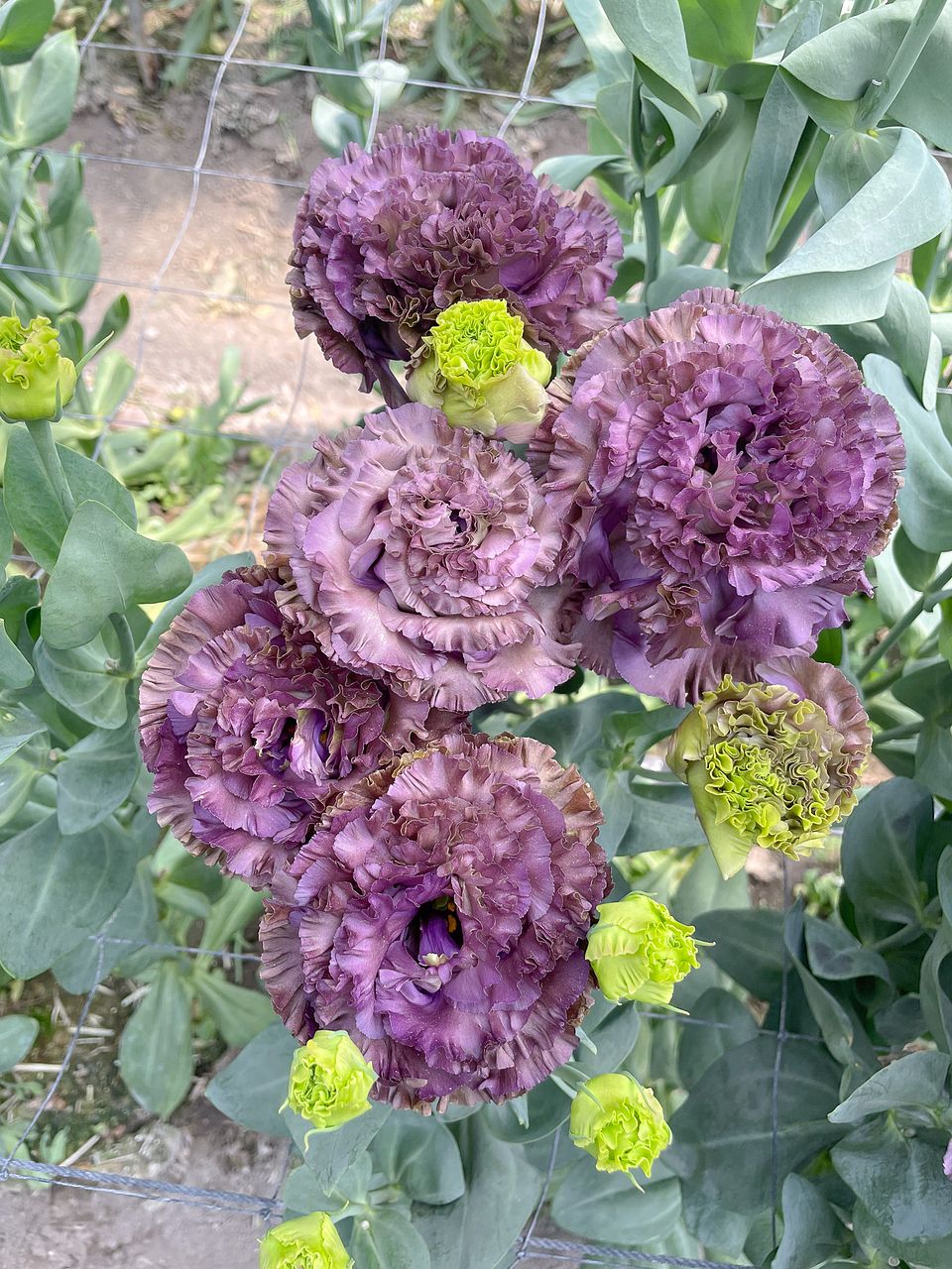 希少なトルコキキョウ「パープル＆NFマーブルブルー」