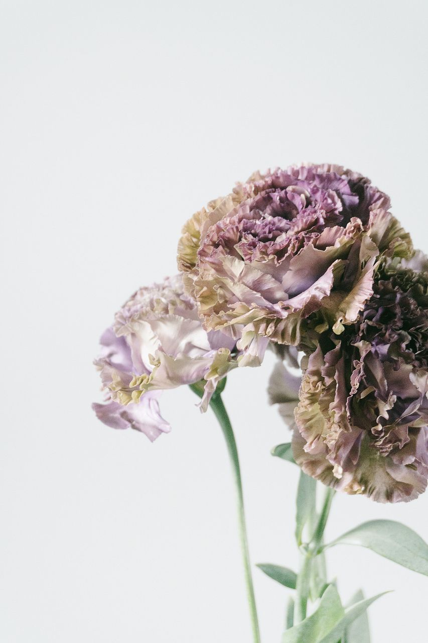 希少なトルコキキョウ「パープル＆NFマーブルブルー」