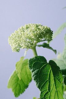 小さなお花がついています。2〜3年かけて大きく成長します。