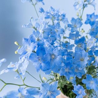 思わず触りたくなる不思議な質感のお花です💎
