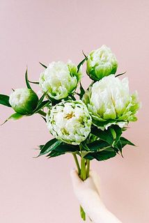 蕾の状態と、開花後の変化がユニーク！
