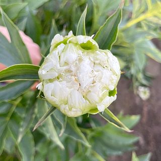 蕾から開花までの様子