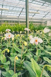 ハウスの様子。のびのび育っています。