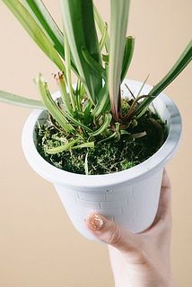 土の上に苔などがついていることがございます。