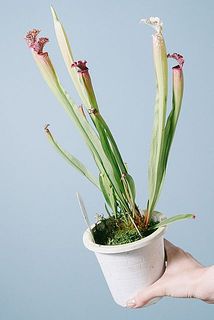 先端が赤っぽい個体もあります。全長は45cmほど。