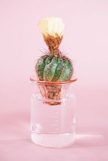 サボテンのお届け例