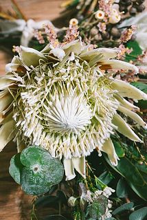 キングプロテア2本入り。とっても高級品なのでお得！