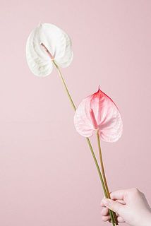 長さが25cmほどのものが混ざる可能性もあります。