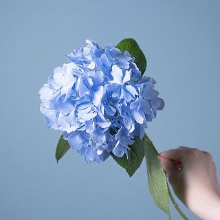 紫陽花は1本入ります