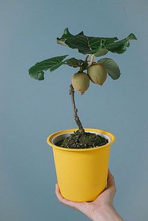 実の数量には個体差があります。ご了承ください。