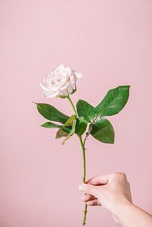 形、大きさには個体差があります。
