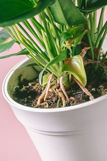 気根が生えていることも。