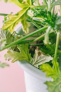 葉が一部変色している場合がございます。茎の根元から摘み取ってください。