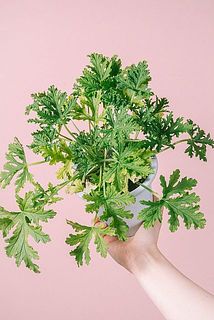 葉のつきには個体差があります。