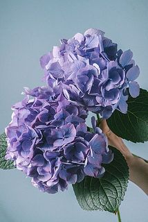 色合いには個体差があります