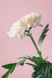 花びらが下を向いていることがございます。