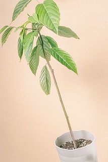 枝ぶりには個体差がございます。