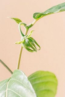 小さな蕾がついていることも！