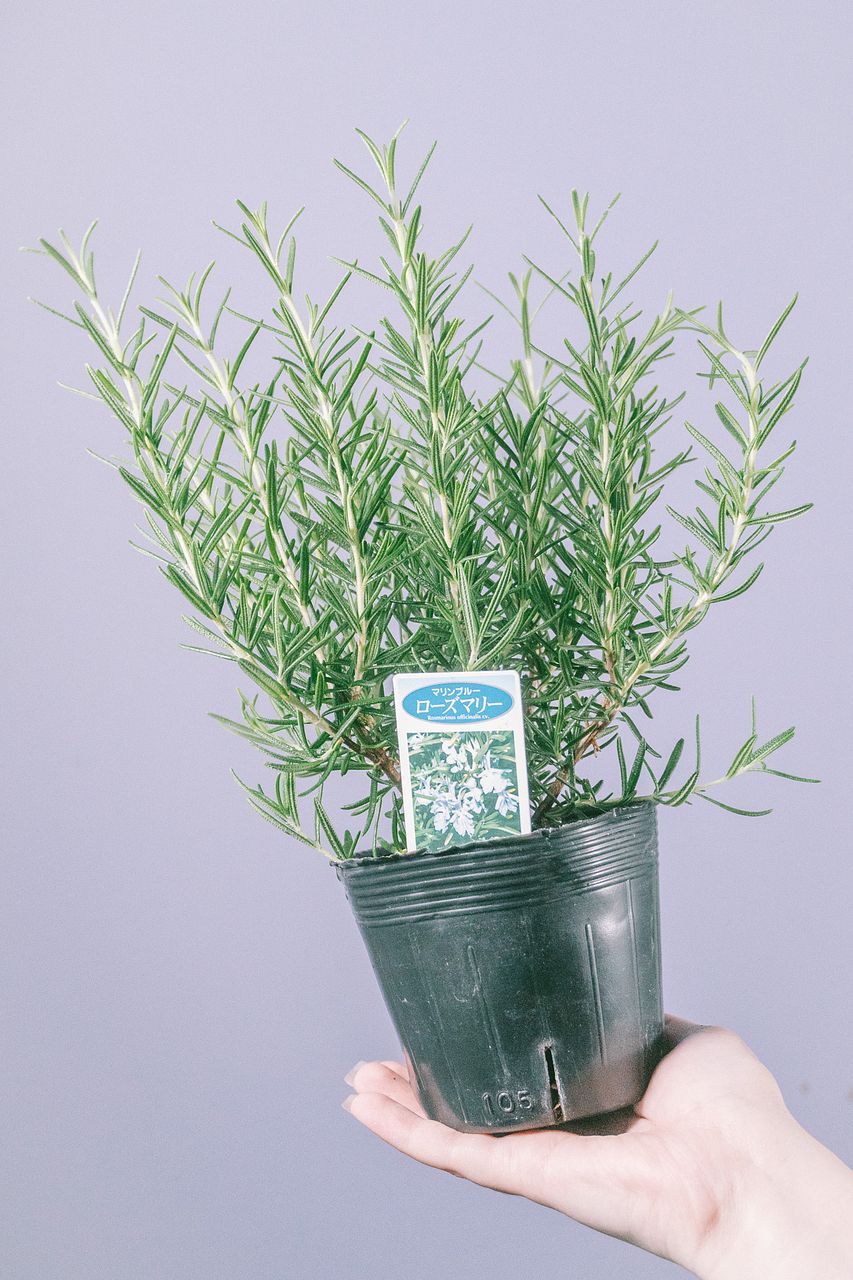 花咲くラベンダーとローズマリー（2鉢セット）