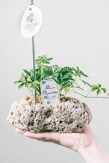 1つ1つが個性たっぷり🌳どの種類が届くかお楽しみに！