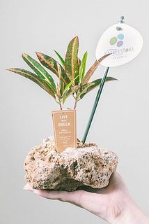 観葉植物、軽石の色、形はおまかせになります。