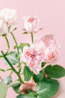 繊細な花びらと優雅な淡いピンクが魅力🩰