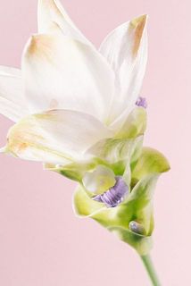 珍しいクルクマのお花も見られるかも？！