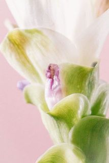 咲き終わった花は摘み取ってください