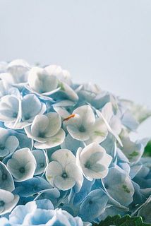一部ガクが茶色くなっている場合がございます。