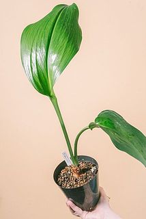 枝ぶりには個体差がございます。