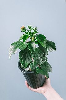 ハイビスカス　蕾がついていない場合がございます・