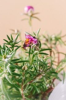 先終わった花殻がついている場合がございます。