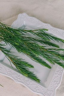 ティーツリーは葉を擦ってみて。香りが楽しめます🌿