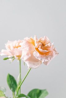開花している花は、花びらがそっている場合がございます。