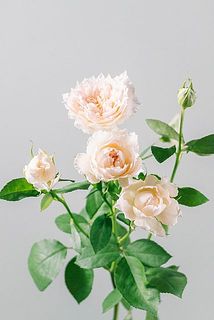 開花具合や花付きには個体差があります。