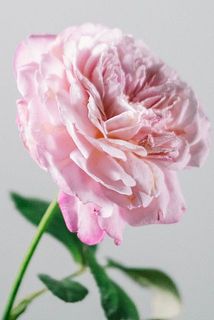 すでに開花が進んでいる花がある場合がございます。