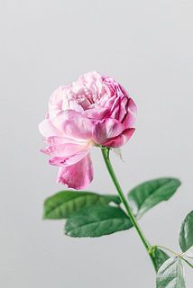 色んな咲き方があるのも魅力的。