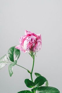 蕾は咲かない場合がございます。