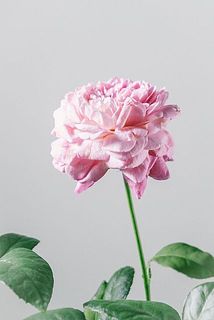 一部、花びらが茶色く変色している場合や、欠けがある場合がございます。