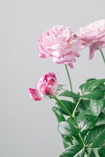 3輪の花は、他の花を綺麗に咲かせるための特性として1輪目が茶色く変色している場合がございます。