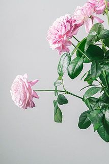 茎の強さにも個体差があります。少し垂れてるのも可愛い😍