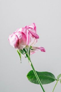 一番外側の花びらはそりかえってることも。