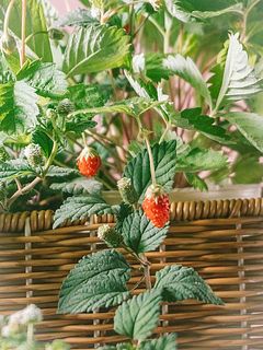 実が小さくてかわいい〜🍓