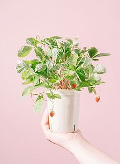 花付きには個体差がございます。