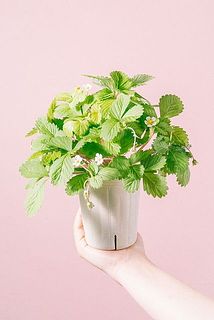 実がついていないことがございます。