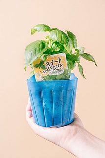 枝ぶりには個体差がございます。