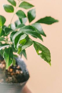 葉に傷がある場合がございます。