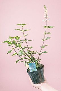 形、花付きには個体差があります。