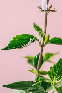配送中に一部、花びらが取れてしまう場合がございます。