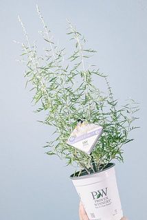 枝ぶりには個体差がございます。